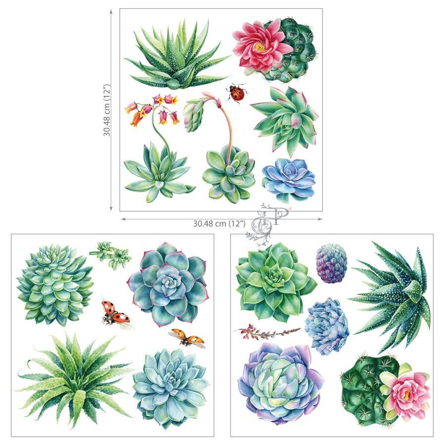 Hokus Pocus Petite Transfer - Sheilam Succulents