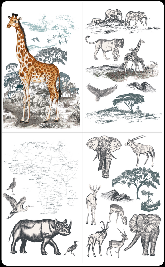 Hokus Pokus Transfer - Africa