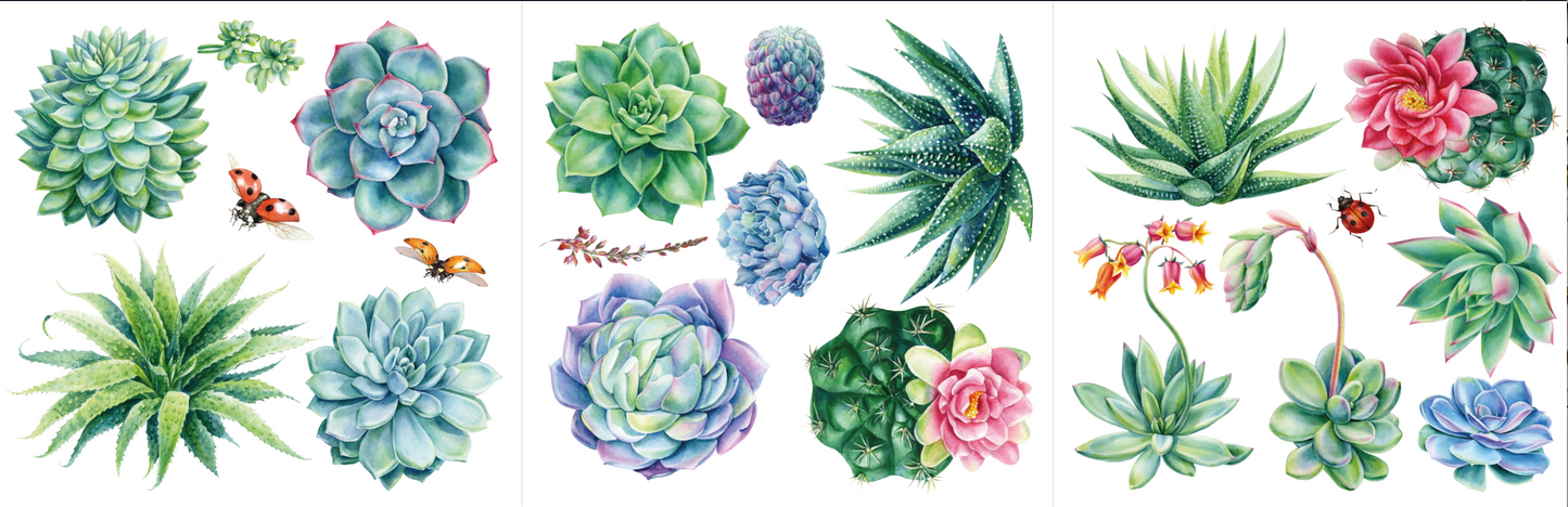 Hokus Pocus Petite Transfer - Sheilam Succulents