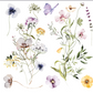 Hokus Pocus Petite Transfer - Meadows