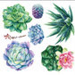 Hokus Pocus Petite Transfer - Sheilam Succulents